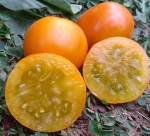 . Shamrock (Трилистник) 