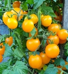 . Eagle Smiley Dwarf (Гном Улыбающийся орел)