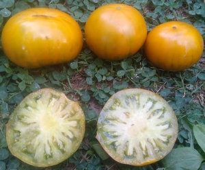 Семена сорта томата Evergreen (Вечнозелёный) - Зеленоплодные (изумрудные)