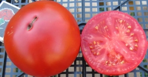 Семена сорта томата Гигант – очарование - Гиганты классические красные