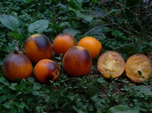 Семена томата сорта Golden crabapple (Золотая лесная яблоня) - Бархатные томато-персики