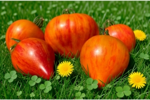 Семена сорта томата Мечта Людмилы (Ludmila’s Dream) - Гиганты сердцевидные 