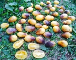 . Indigo Kumquat