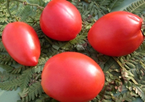 Семена сорта томата La Destrousse (Деструз) - Высокорослые сливовидно-овальные