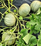 . Дыня Мадху Раш (Madhu Ras)