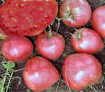 . Малиновый охотник