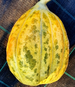 Семена дыни сорта Де Элджер (D’alger)