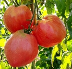 . Минусинские бычки новые (Minusinsk new bulls)