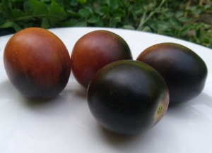 Семена томата сорта Mocha's Cherry Dwarf (Гном вишня Мокко) - Гномы