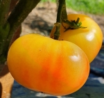 . Moliagul Moon Dwarf (Гном Молиагул Мун)