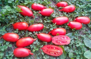 Семена томата сорта Piennolo Lungo (Пиенноло Лунго) - Высокорослые «черри» (балконные томаты)