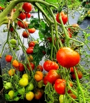 . Rebel Alliance (Альянс Повстанцев) (Тип мультифлора)