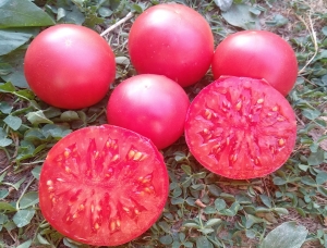 Семена томата сорта Rosi Mari (Розы Мари) - Гиганты красные