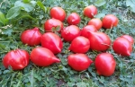 . Rote Herztomate (Красные сердечки) (Тип мультифлора)