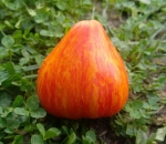 . Stone brook heart dwarf (Гном сердце каменного ручья)