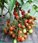 . Stormin Norman (Стормин Норман) (Тип Мультифлора)