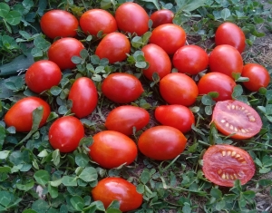 Семена томата сорта Stormin Norman (Стормин Норман) - Высокорослые «черри»