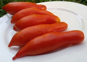 Семена сорта томата Strelka tun Dwarf - Гномы