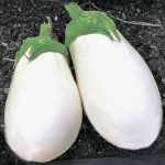 . Баклажан Белое яйцо (White Egg)