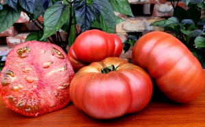 Семена томата сорта Vince’s Haze dwarf (Гном Мгла Винса) - Гномы