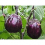 . Баклажан Виолетта