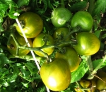 . Зеленый виноград