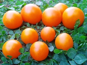 Семена томата сорта Zlatava (Златава) - Высокорослые округлые и плоско-округлые